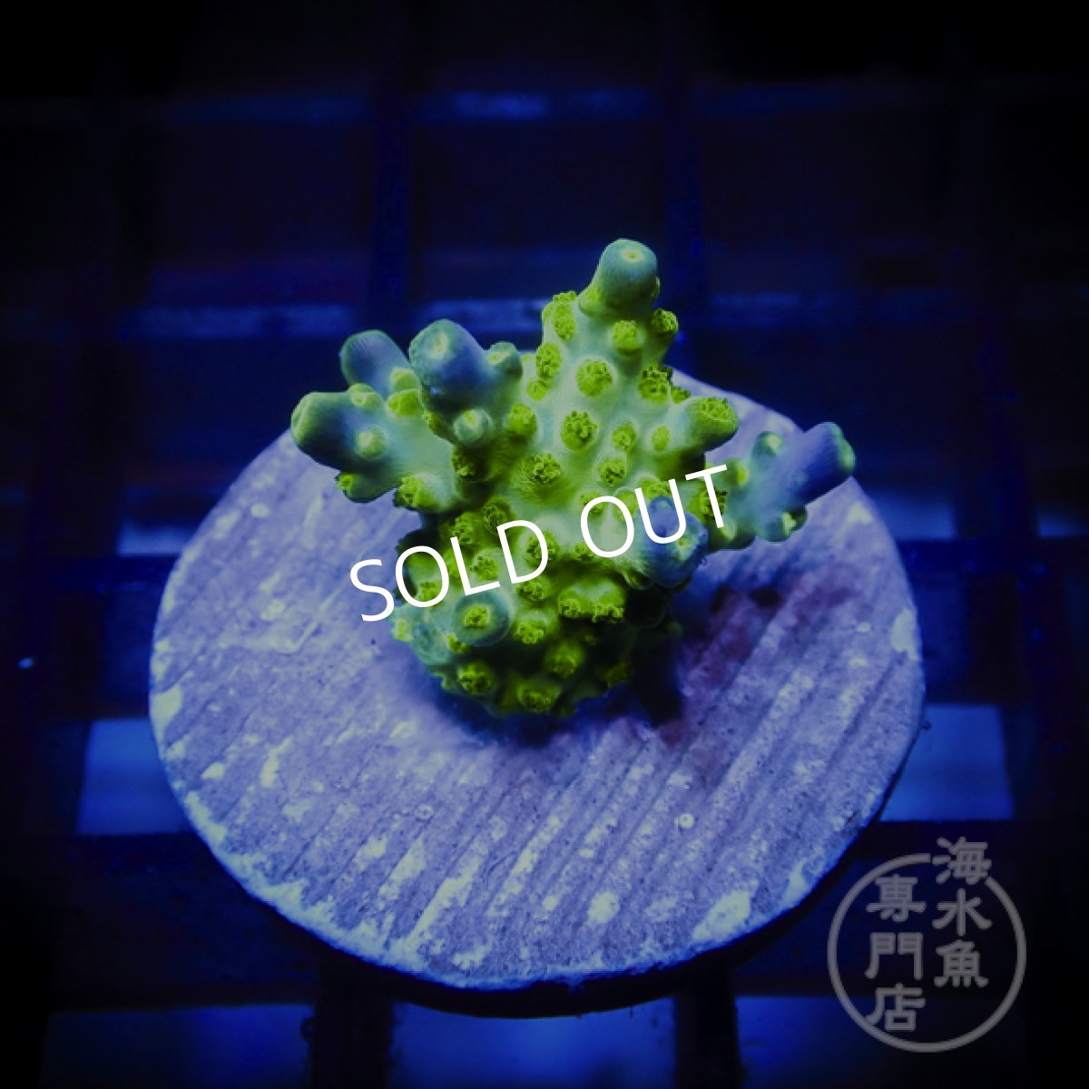 画像1: CE Acro Green Purple Meanie (1)