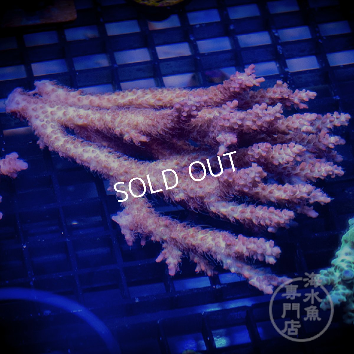 画像1: CF Acropora  sp. No.89 (1)