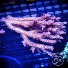 画像1: CF Acropora  sp. No.89 (1)