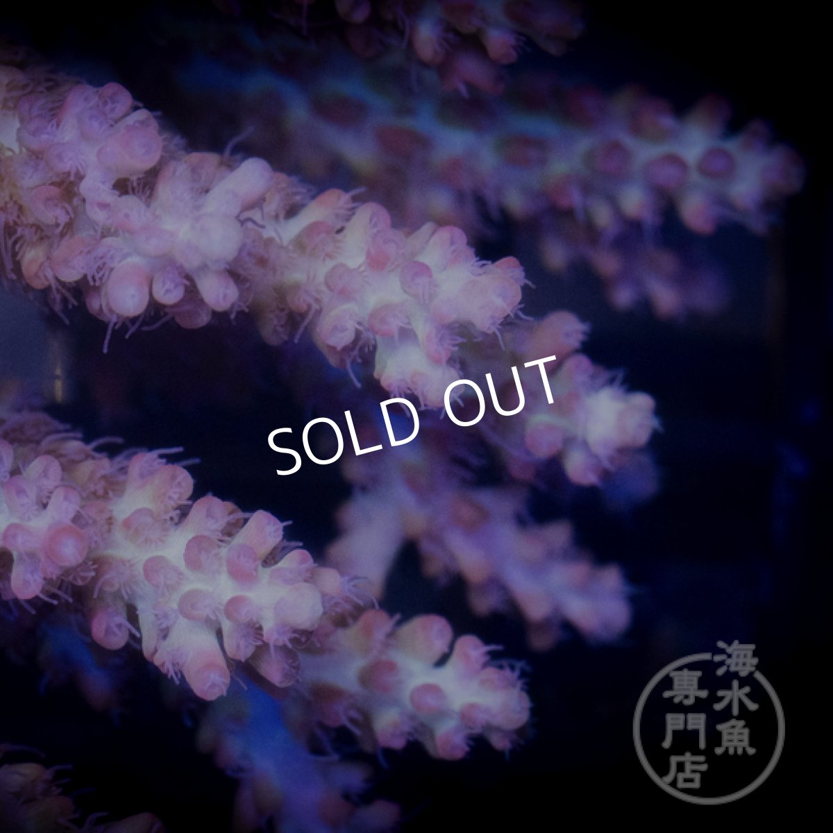 画像2: CF Acropora  sp. No.89 (2)