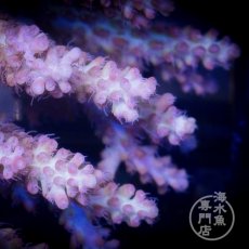 画像2: CF Acropora  sp. No.89 (2)