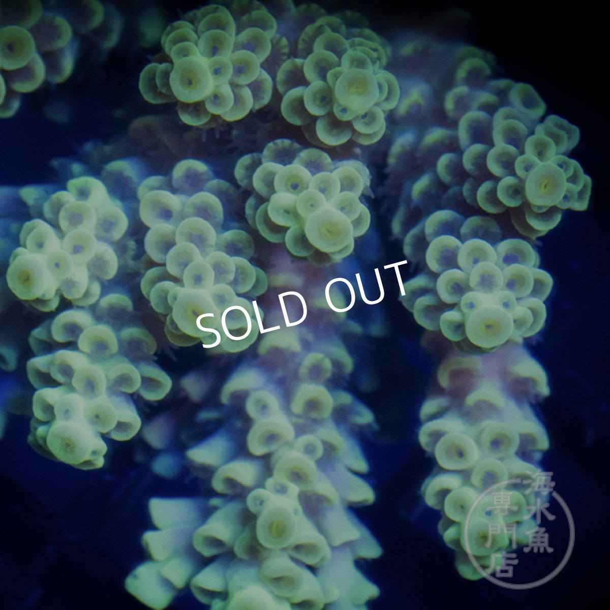 画像2: CF Acropora  sp. No.75 (2)