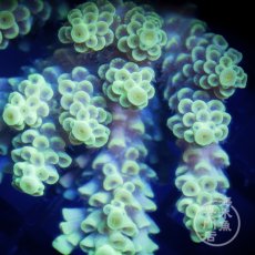 画像2: CF Acropora  sp. No.75 (2)