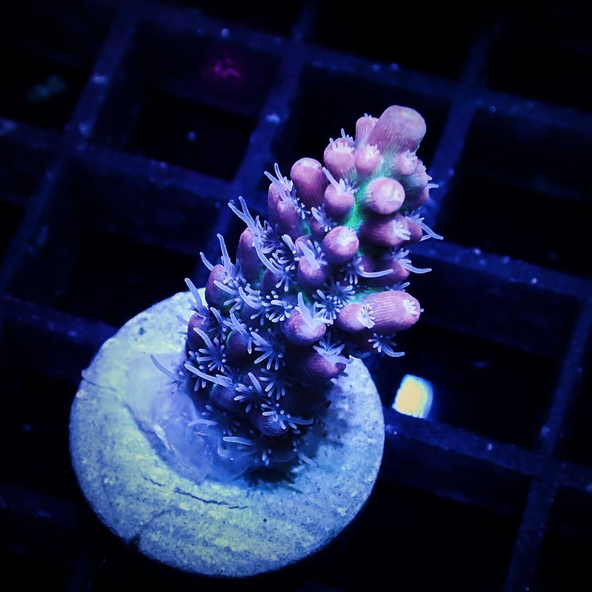 画像1: CF Acro SSC Frag No.4 (1)