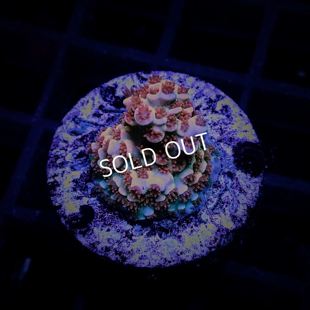 画像1: CE Acro Cherry Bomb (1)