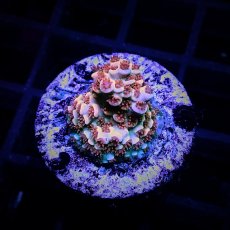 画像1: CE Acro Cherry Bomb (1)