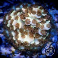 画像2: CE Acro Cherry Bomb (2)