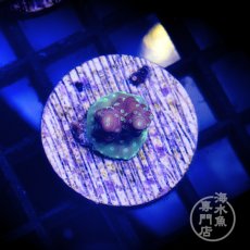 画像1: CE Acro Cherry Blossom (1)