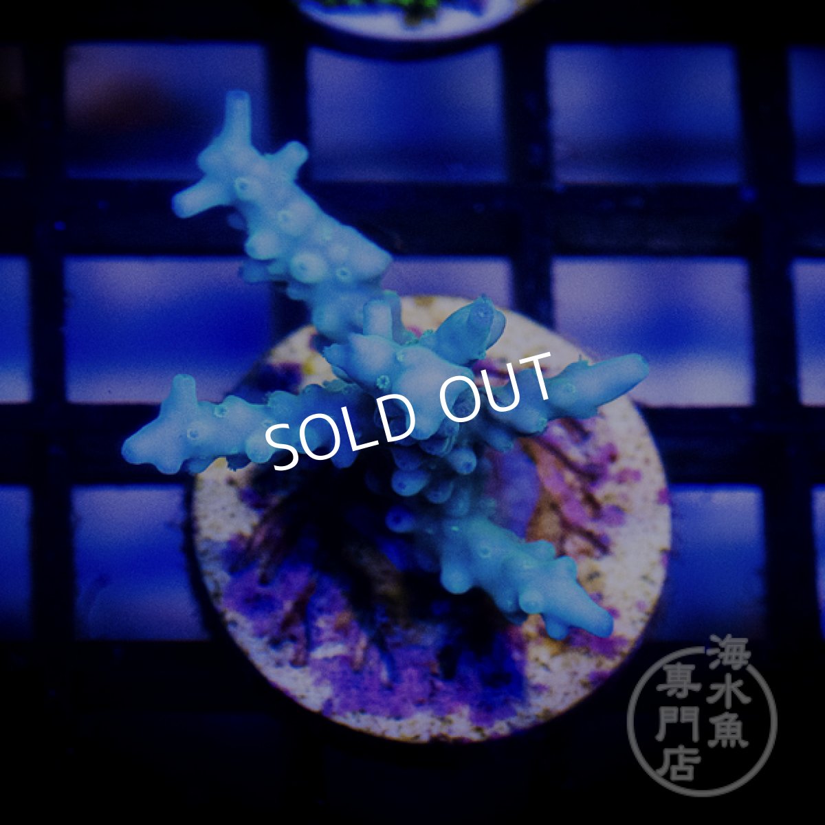 画像1: CE Acro Stag Deep Blue (1)