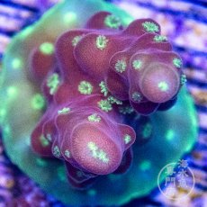 画像3: CE Acro Cherry Blossom (3)