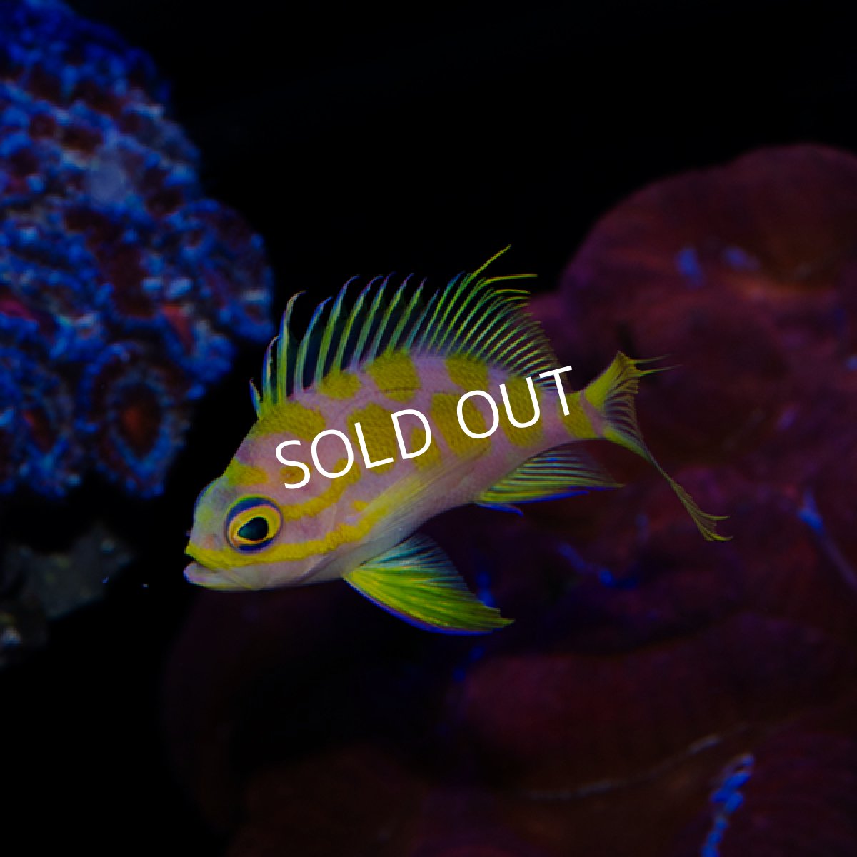 画像2: マダラハナダイ (2)