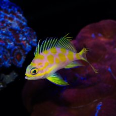 画像2: マダラハナダイ (2)