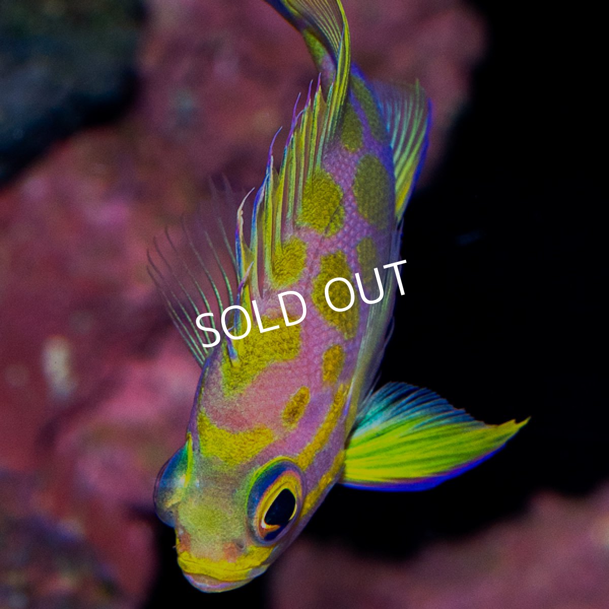 画像4: マダラハナダイ (4)