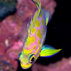 画像4: マダラハナダイ (4)