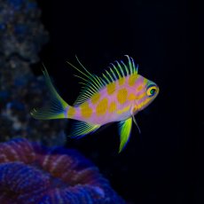 画像3: マダラハナダイ (3)