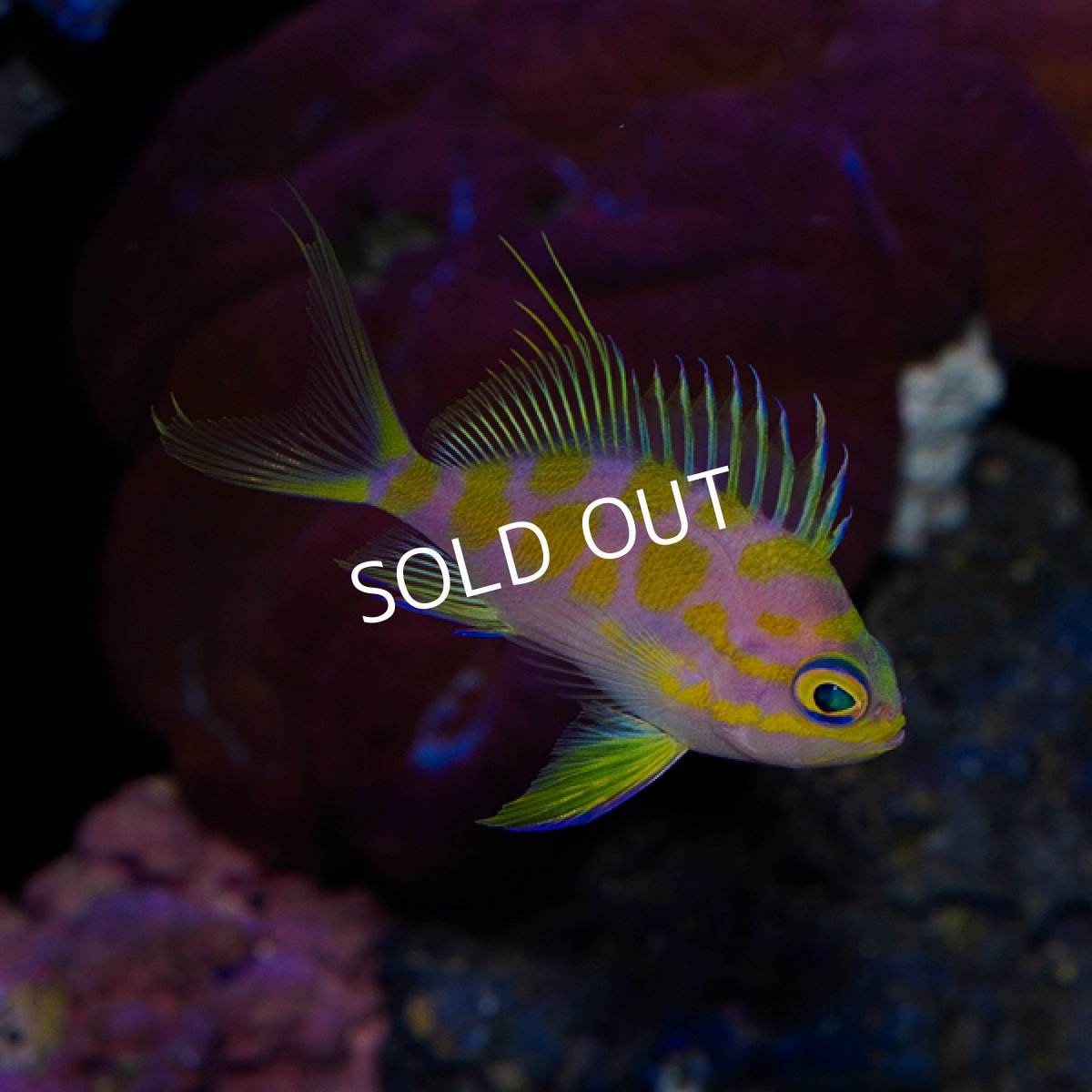 画像1: マダラハナダイ (1)