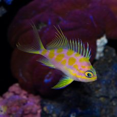 画像1: マダラハナダイ (1)