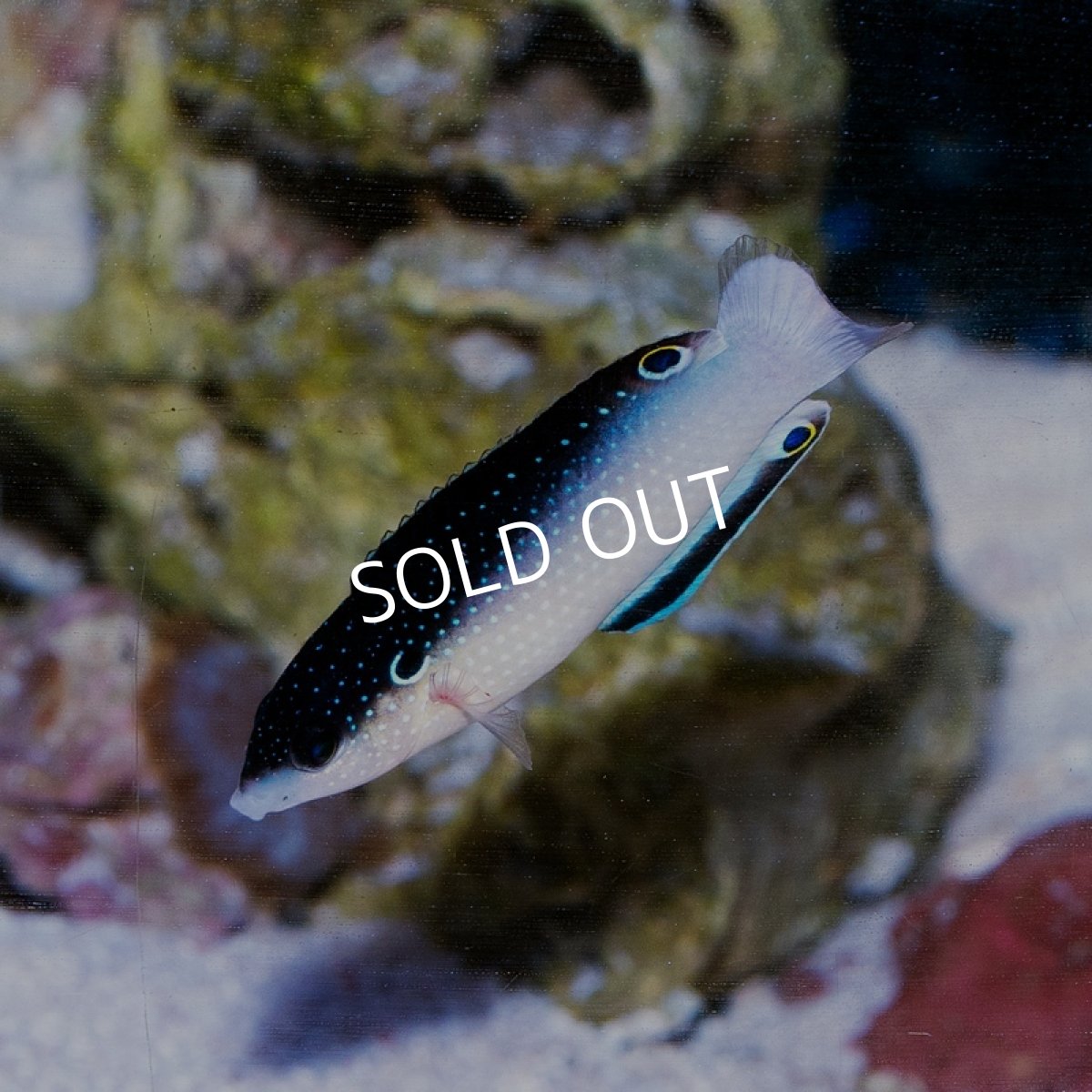 画像1: ニューギニアラス (1)