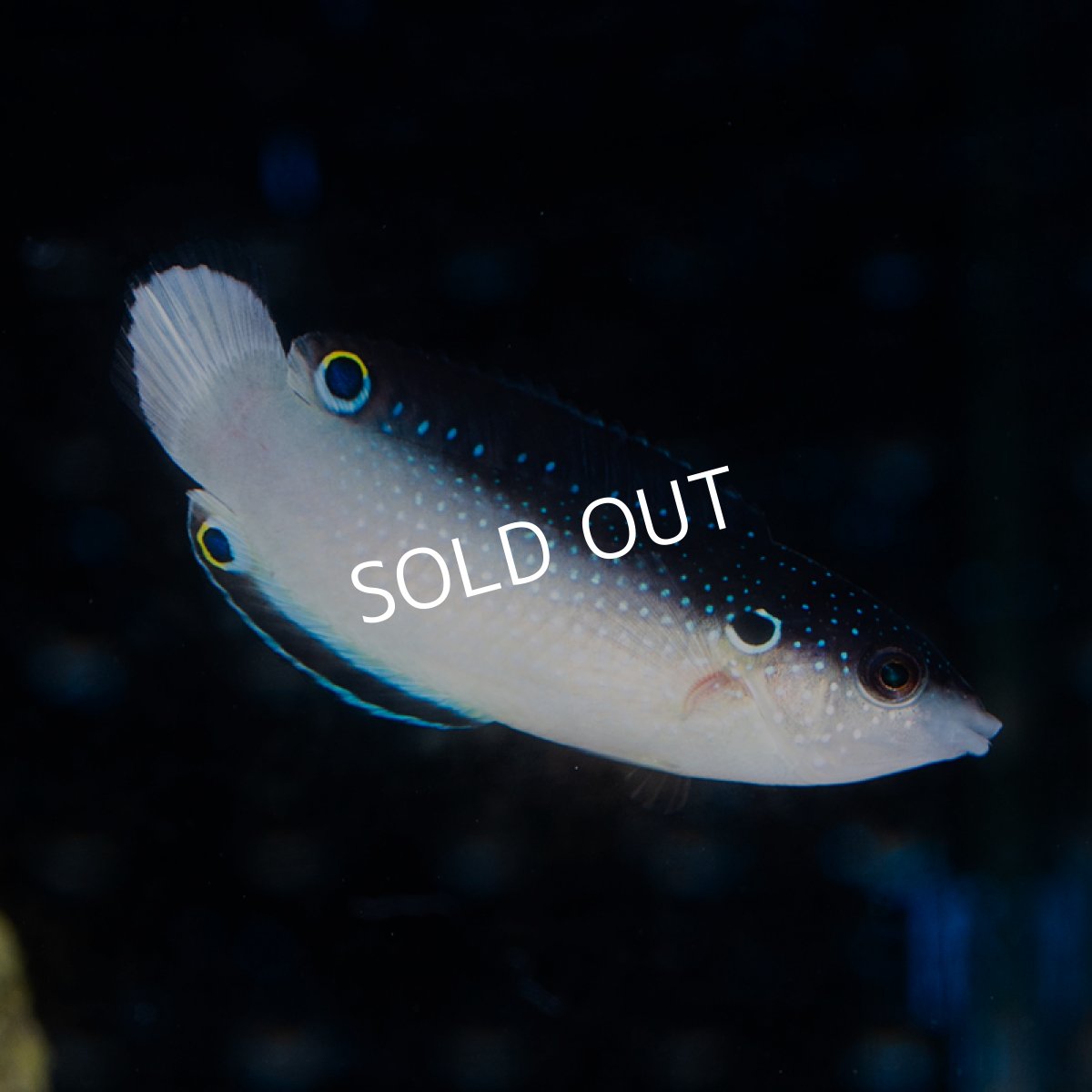 画像1: ニューギニアラス ML (1)