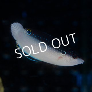 海水魚