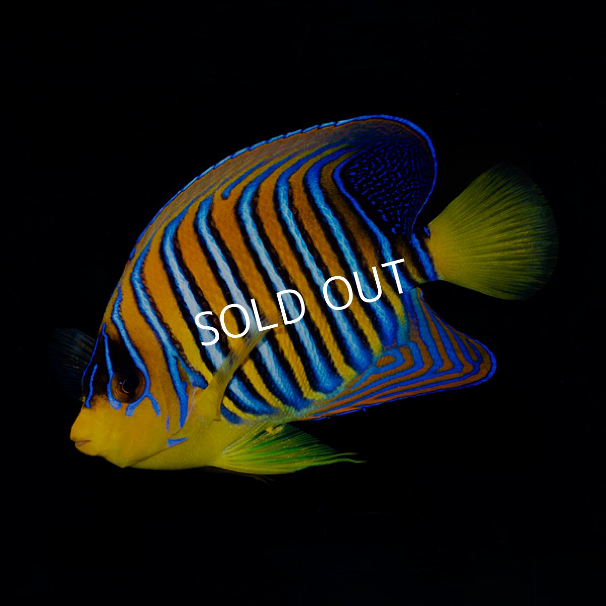 画像2: ニシキヤッコ 紅海産 No.1 (2)