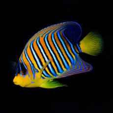 画像2: ニシキヤッコ 紅海産 No.1 (2)