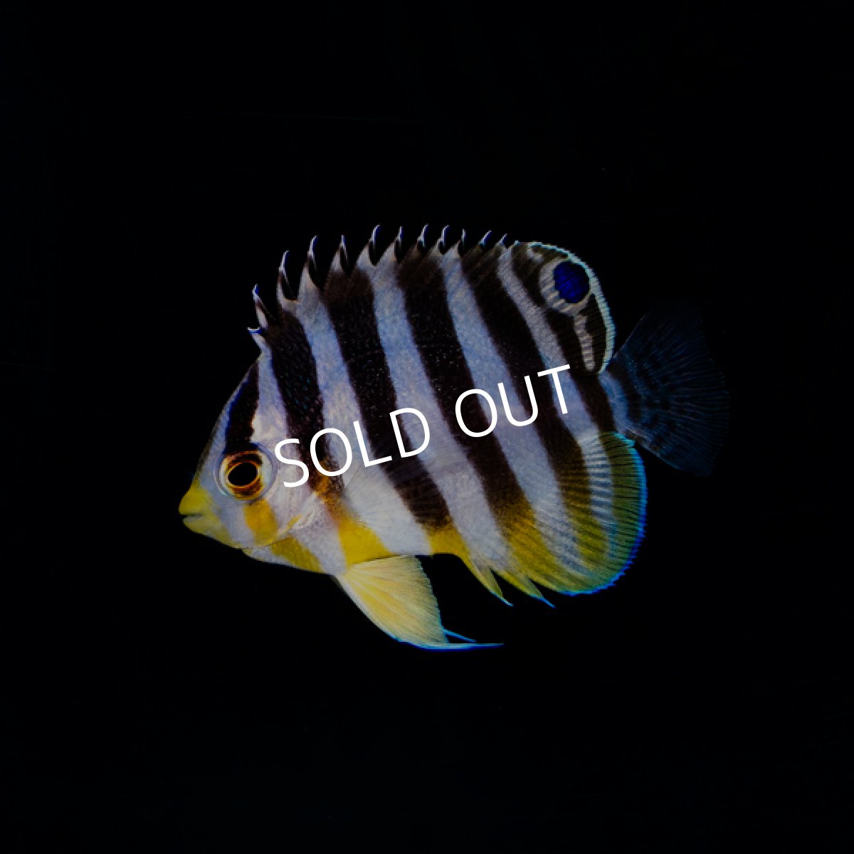 画像1: シマヤッコ 国内ブリード (1)