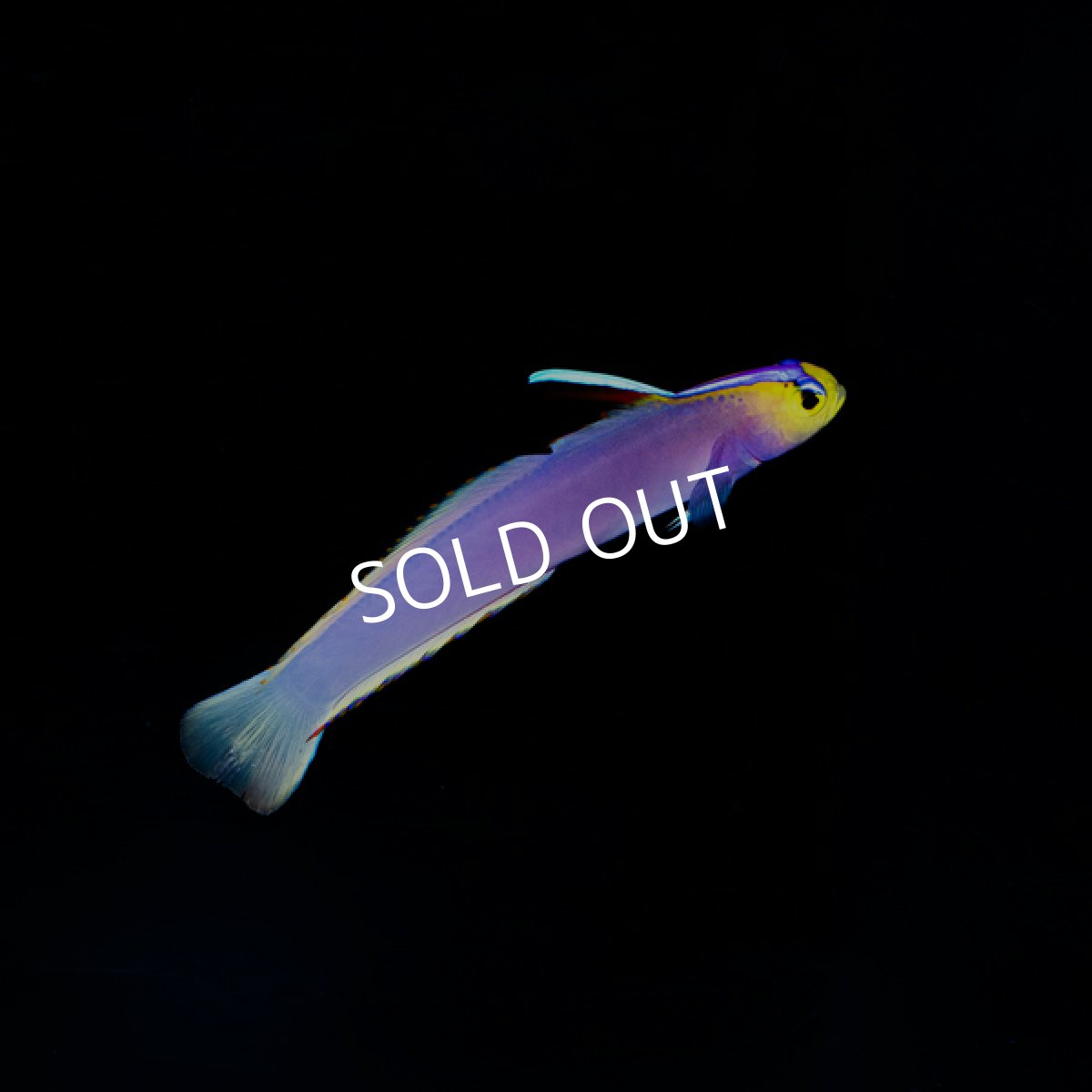 画像1: パープルファイヤーゴビー (1)