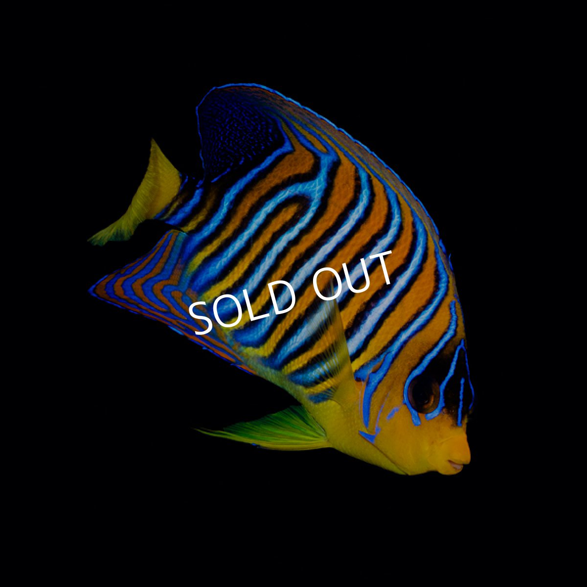 画像1: ニシキヤッコ 紅海産 No.2 (1)