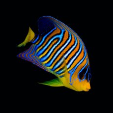 画像1: ニシキヤッコ 紅海産 No.2 (1)