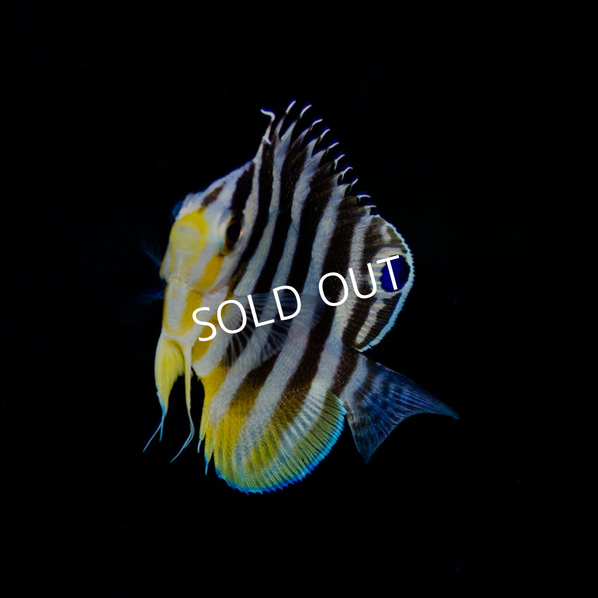 画像2: シマヤッコ 国内ブリード (2)