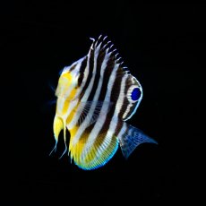 画像2: シマヤッコ 国内ブリード (2)