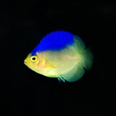画像1: コリンズピグミーエンゼル　幼魚　国産ブリード (1)