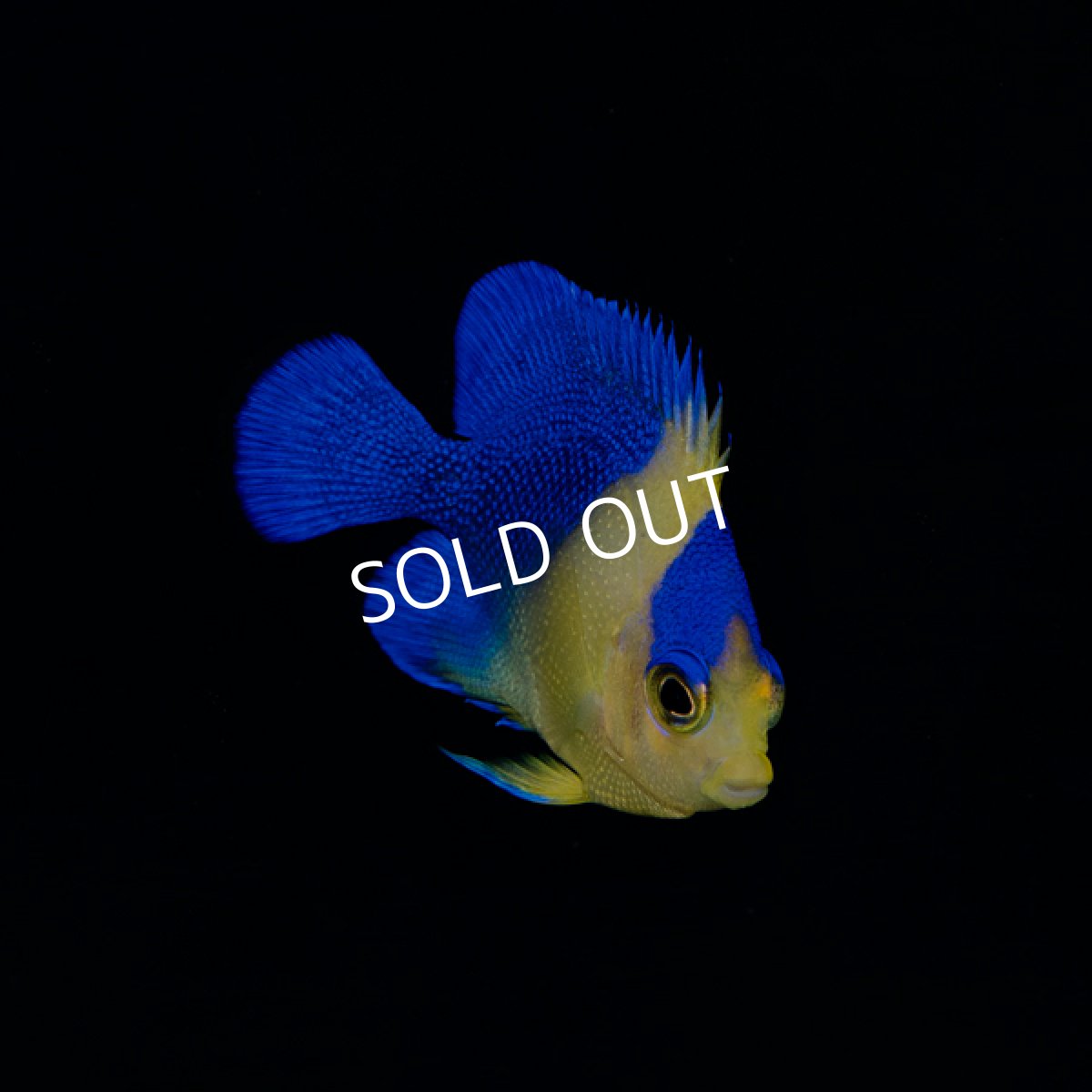 画像3: スミレヤッコ 国産ブリード   (3)