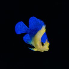 画像1: スミレヤッコ 国産ブリード   (1)