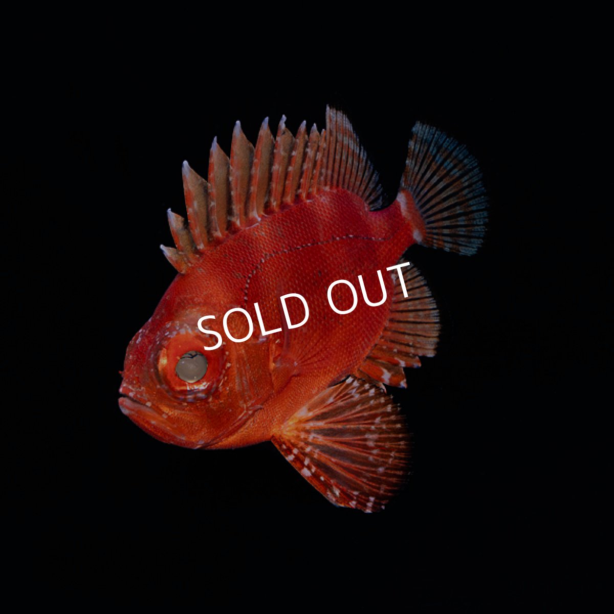 画像1: ポップアイカタルファ　 (1)