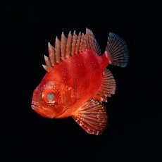 画像1: ポップアイカタルファ　 (1)