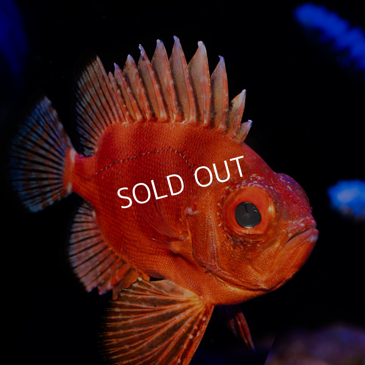 画像2: ポップアイカタルファ　 (2)