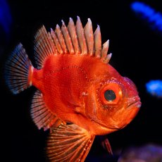 画像2: ポップアイカタルファ　 (2)