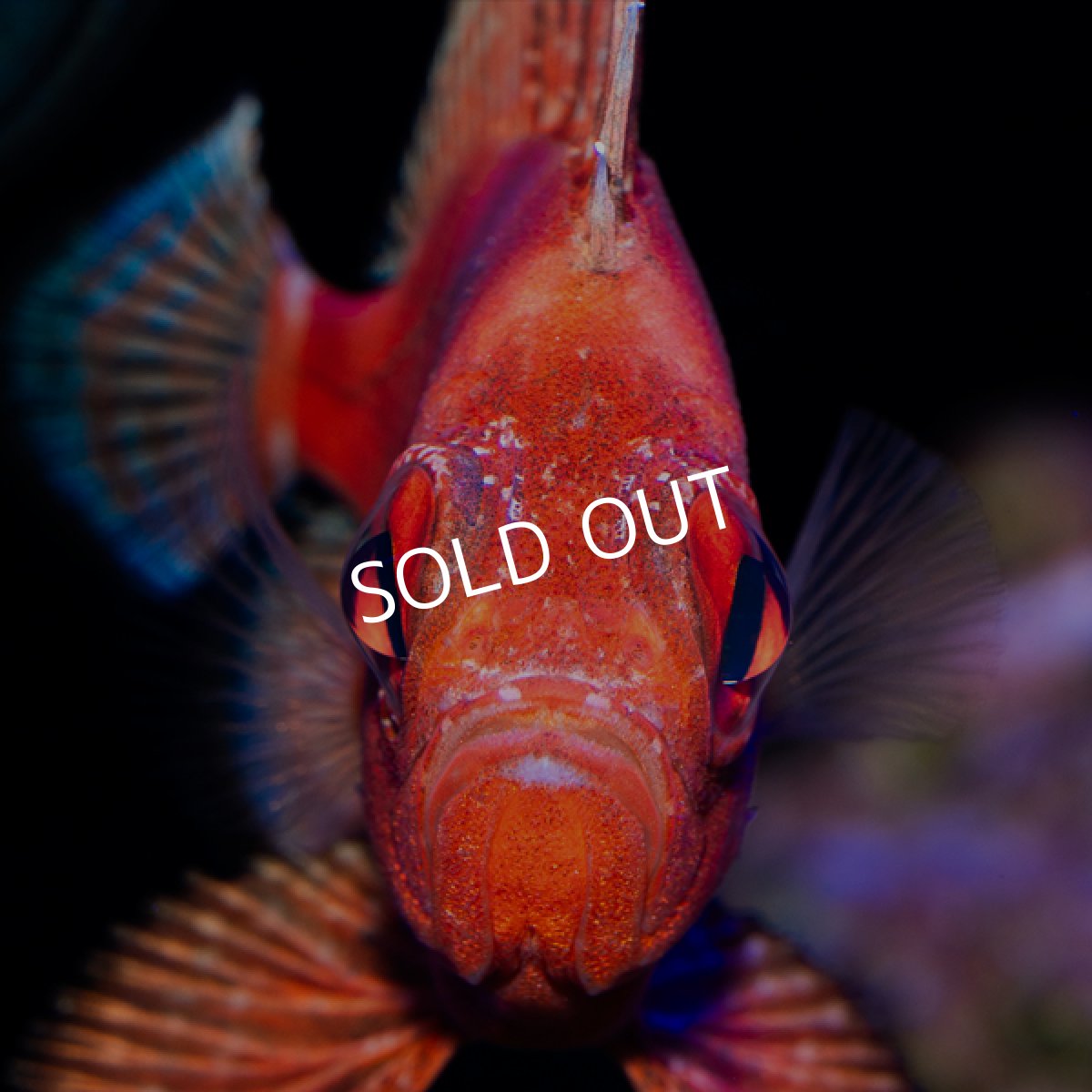 画像4: ポップアイカタルファ　 (4)