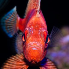 画像4: ポップアイカタルファ　 (4)