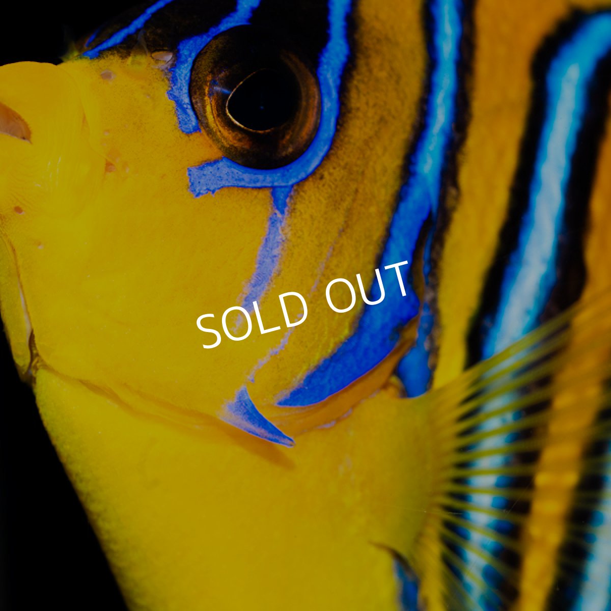 画像3: ニシキヤッコ 紅海産 No.2 (3)