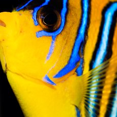 画像3: ニシキヤッコ 紅海産 No.2 (3)