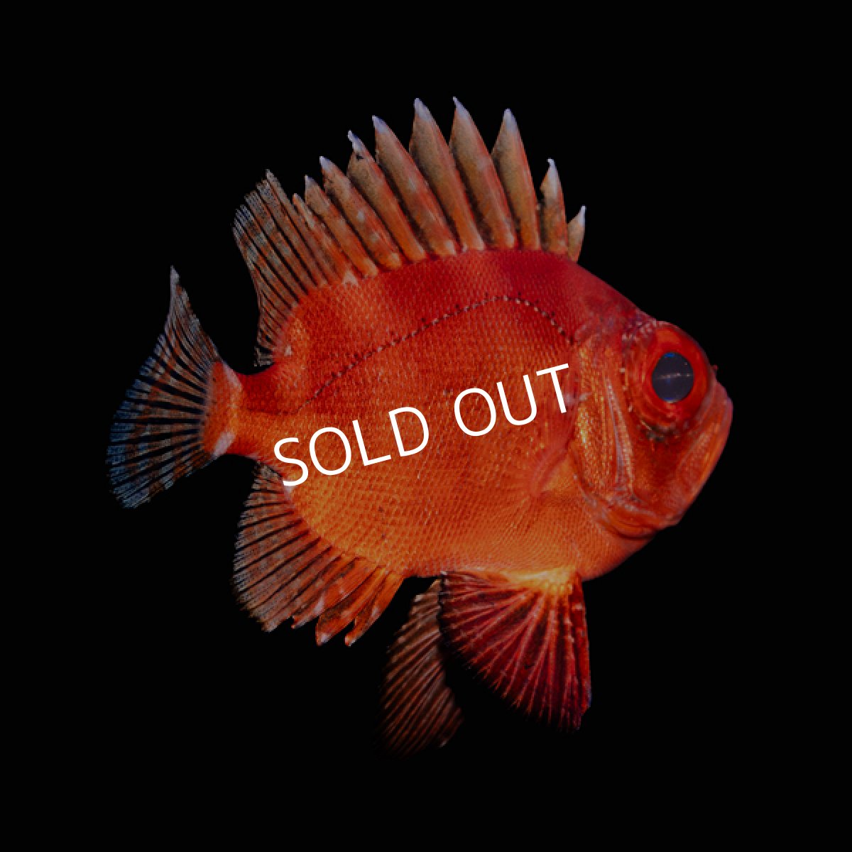 画像3: ポップアイカタルファ　 (3)