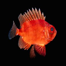 画像3: ポップアイカタルファ　 (3)