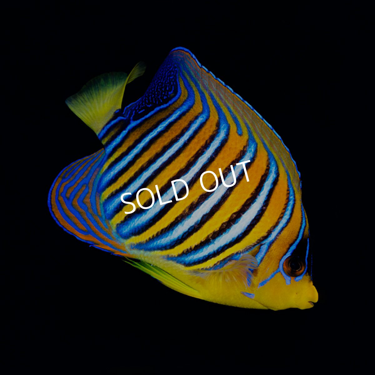 画像1: ニシキヤッコ 紅海産 No.1 (1)