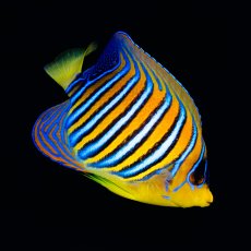 画像1: ニシキヤッコ 紅海産 No.1 (1)