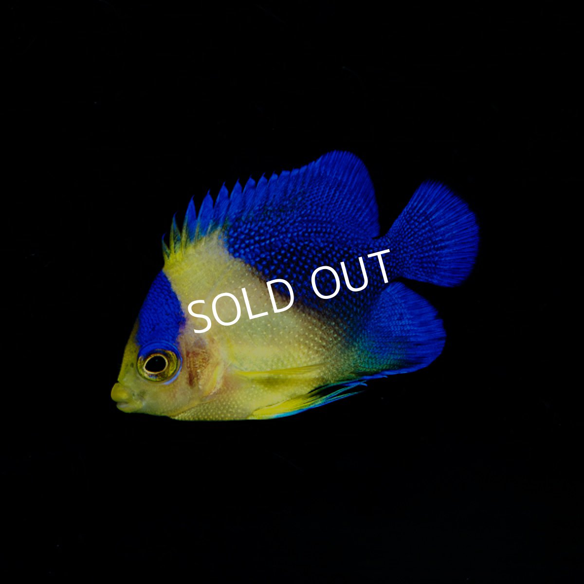 画像4: スミレヤッコ 国産ブリード   (4)