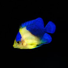 画像2: スミレヤッコ 国産ブリード   (2)