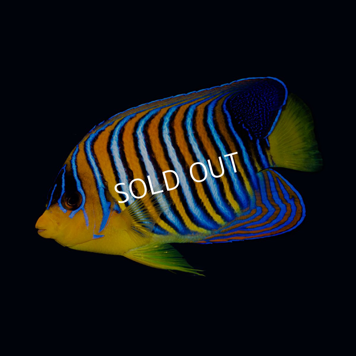 画像2: ニシキヤッコ 紅海産 No.2 (2)